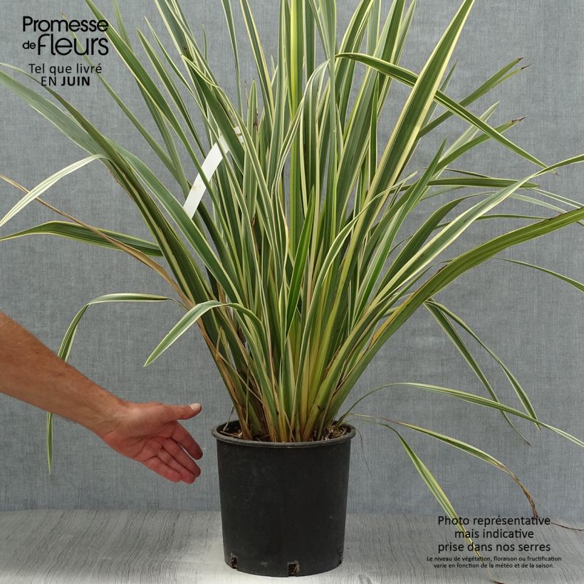 Esemplare di Phormium Variegatum - Lino della Nuova Zelanda Vaso da 7,5L/10L consegnato in estate