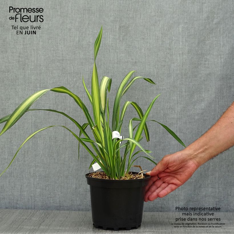 Esemplare di Phormium Yellow Wave - Lino della Nuova Zelanda Vaso da 2L/3L consegnato in estate