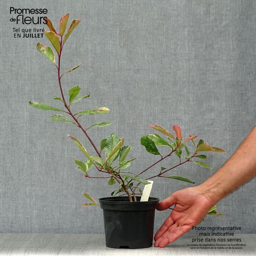 Esemplare di Fotinia Pink Marble Vaso da 2L/3L consegnato in estate