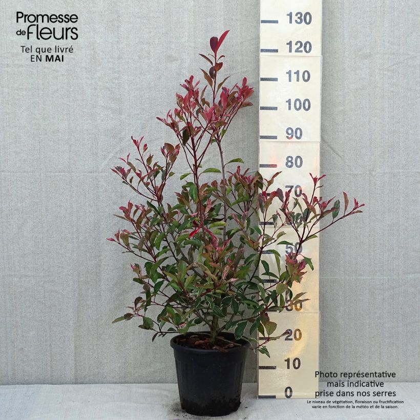 Fotinia Pink Marble Vaso da 7,5L/10L esemplare consegnato in primavera