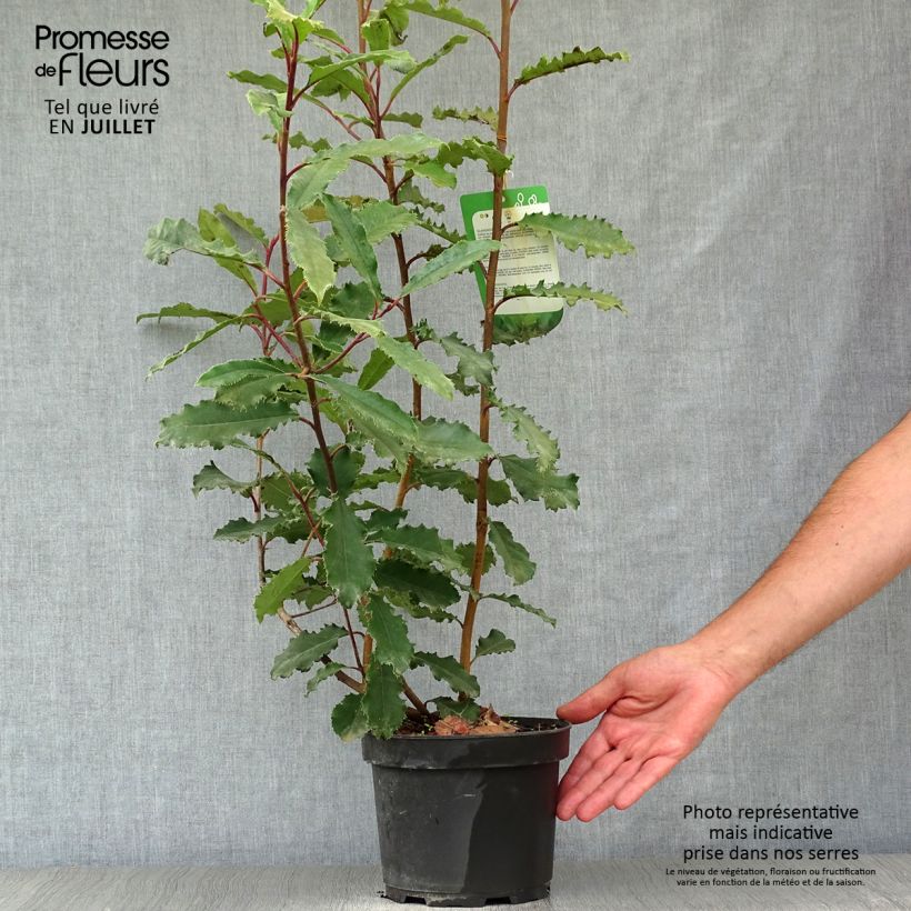 Esemplare di Photinia serratifolia Crunchy - Fotinia Vaso da 2L/3L consegnato in estate