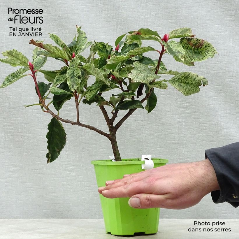 Photinia serratifolia Pink Crispy - Fotinia Vaso da 1L/1,5L esemplare consegnato in inverno