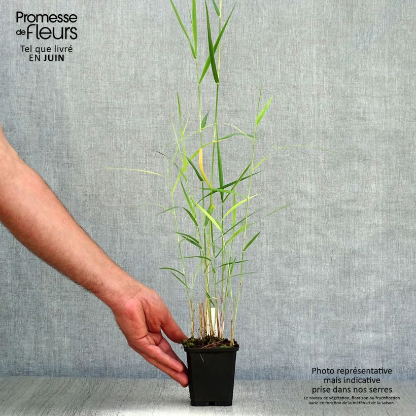 Esemplare di Phragmites australis - Cannuccia di palude Vasetto da 8/9 cm consegnato in estate