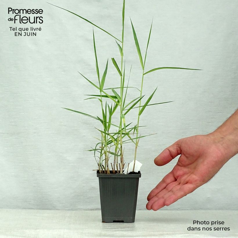 Esemplare di Phragmites australis Variegatus - Cannuccia di palude variegata Vasetto da 8/9 cm consegnato in estate