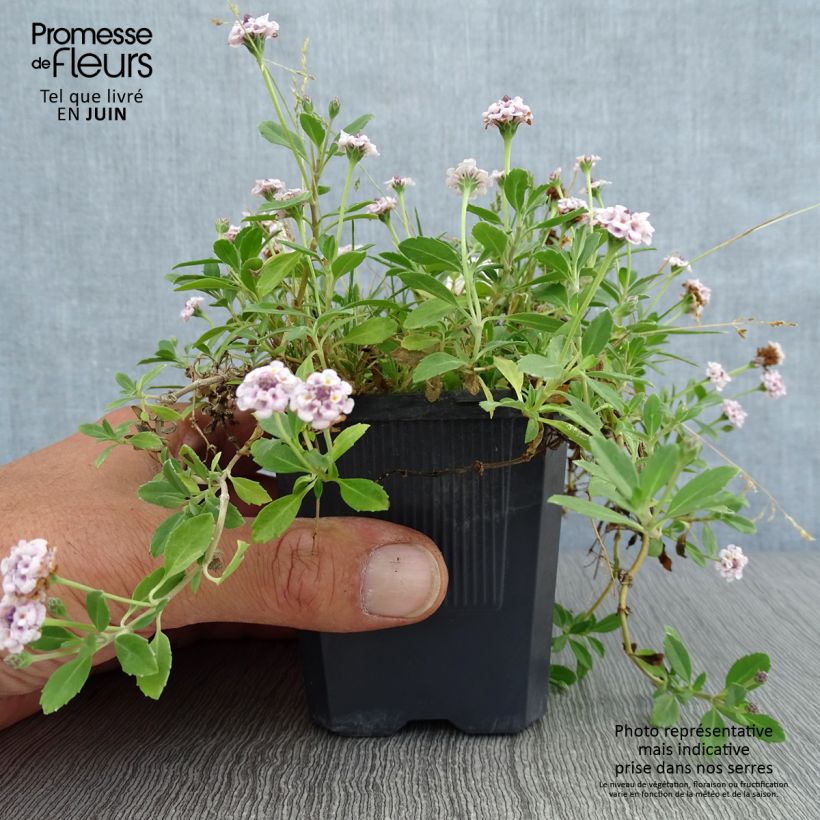 Esemplare di Phyla nodiflora var. canescens - Erba Luigia americana Vasetto da 7/8 cm consegnato in estate