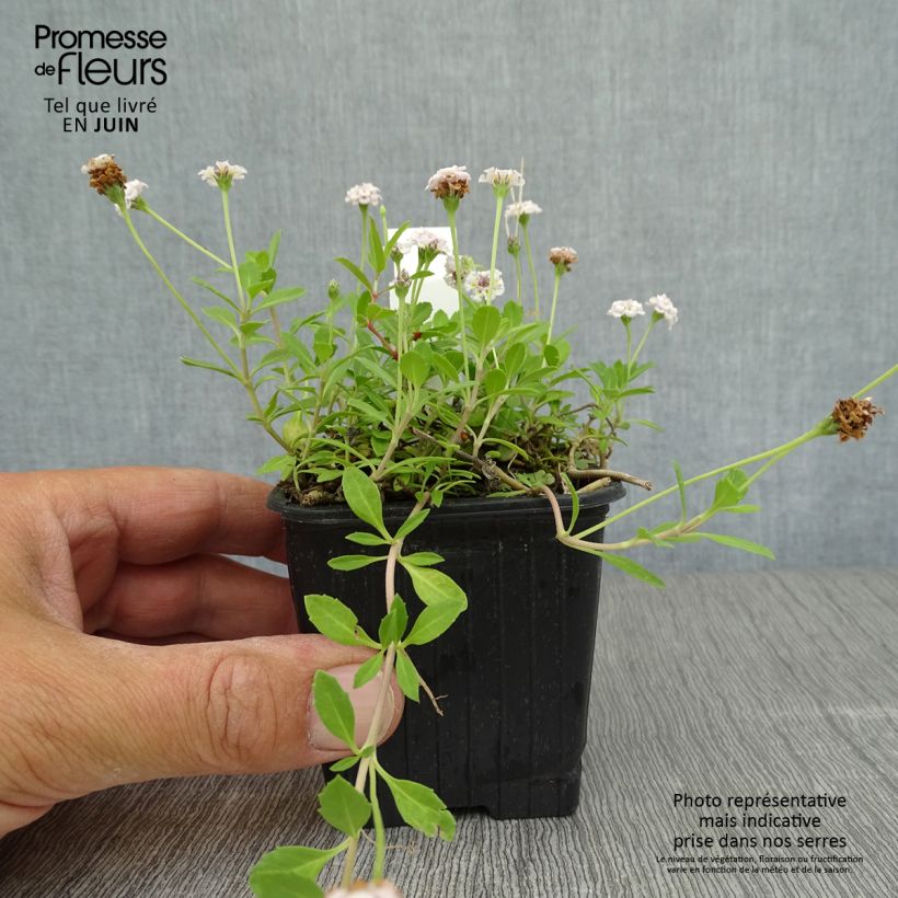 Esemplare di Phyla nodiflora - Erba Luigia minore Vasetto da 8/9 cm consegnato in estate