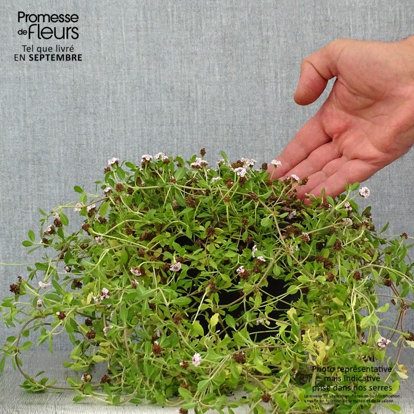 Esemplare di Phyla nodiflora - Erba Luigia minore Vaso da 2L/3L consegnato in estate