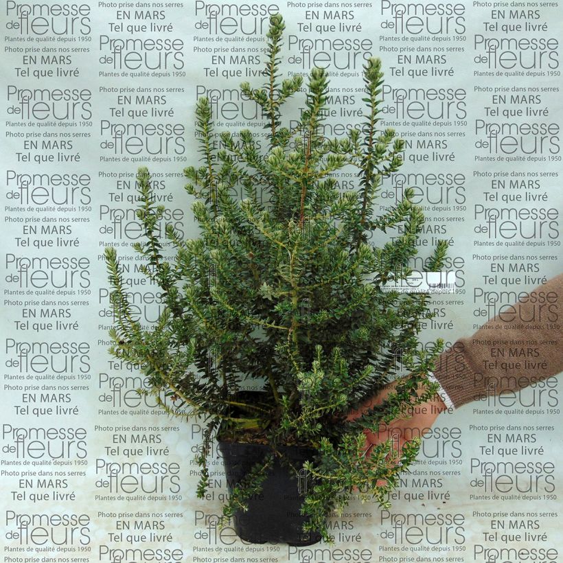 Esempio di esemplare Phylica arborea Pot de 3L/4L come consegnato