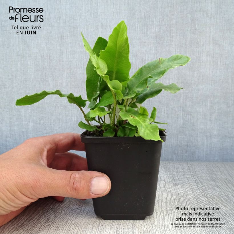Esemplare di Phyllitis scolopendrium - Asplenio Vasetto da 8/9 cm consegnato in estate