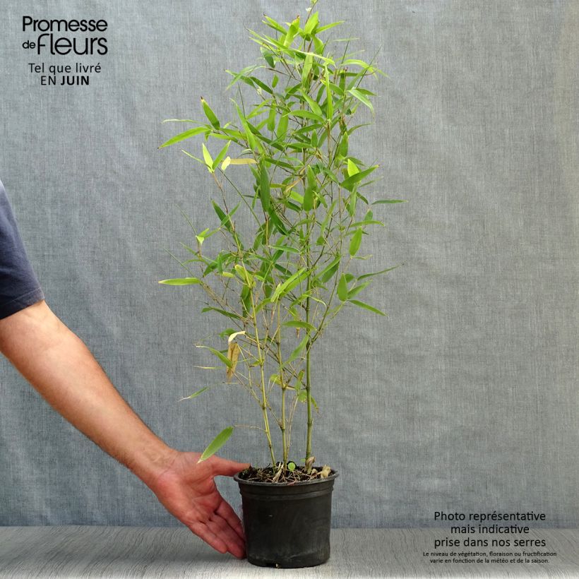 Esemplare di Phyllostachys atrovaginata Green Perfume Vaso da 2L/3L consegnato in estate