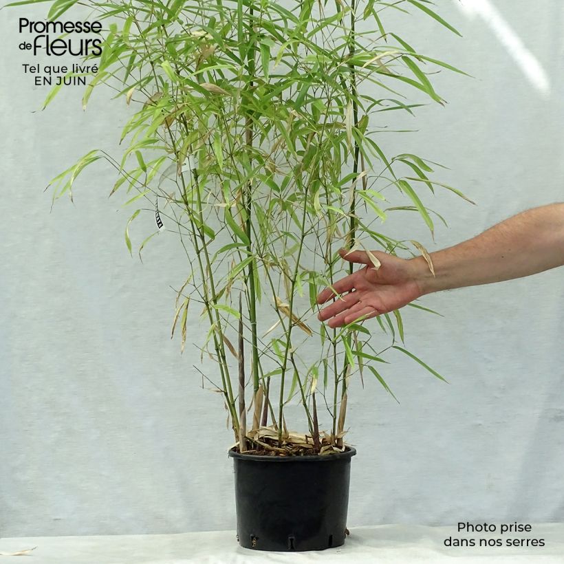 Esemplare di Phyllostachys atrovaginata Green Perfume Vaso da 4L/5L consegnato in estate