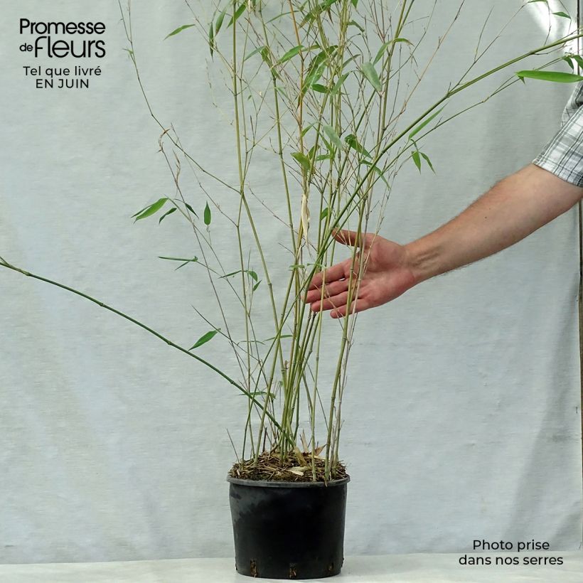 Esemplare di Phyllostachys aureosulcata Alata - Bambù aureosulcato Vaso da 4L/5L consegnato in estate