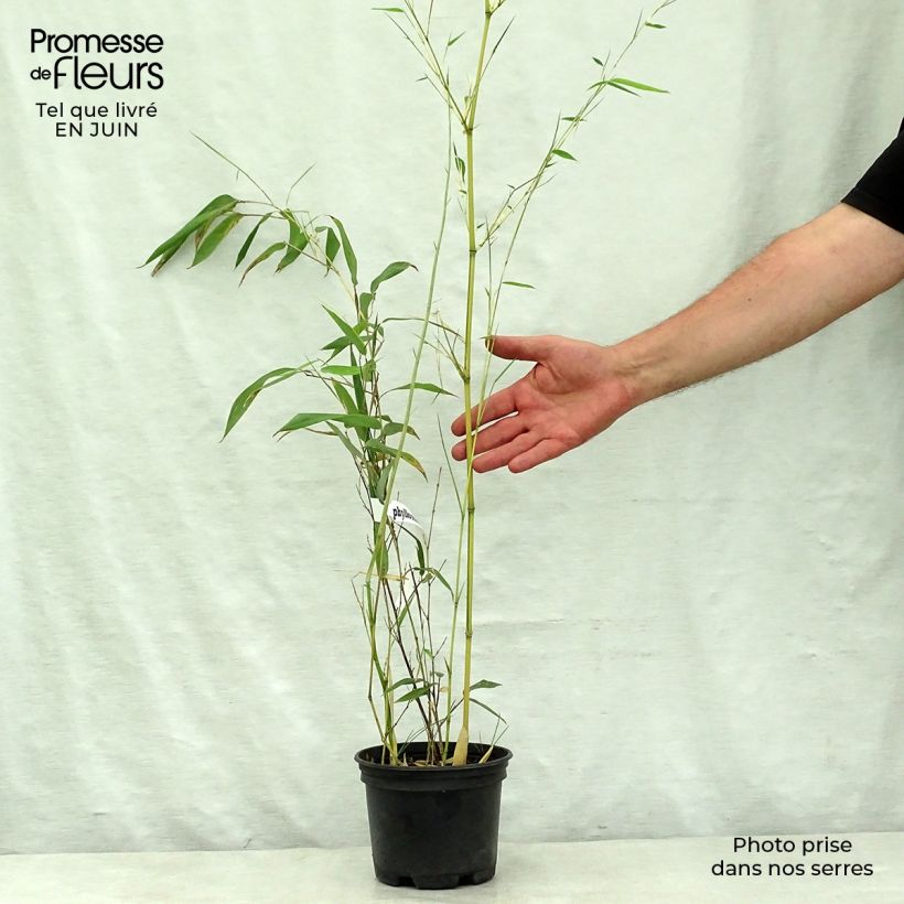 Esemplare di Phyllostachys aureosulcata Spectabilis - Bambù aureosulcato Vaso da 2L/3L consegnato in estate