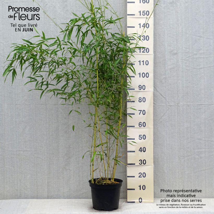 Esemplare di Phyllostachys aureosulcata Spectabilis - Bambù aureosulcato Vaso da 4L/5L consegnato in estate