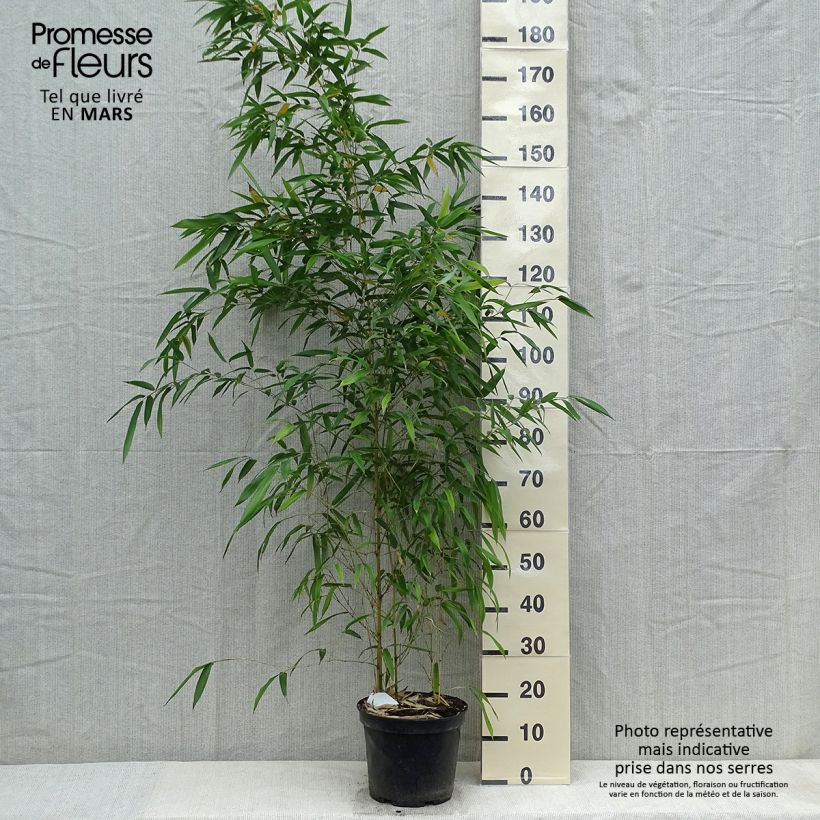 Phyllostachys aureosulcata Spectabilis - Bambù aureosulcato Vaso da 4L/5LAltezza consegnata circa 125/150cm esemplare consegnato in primavera