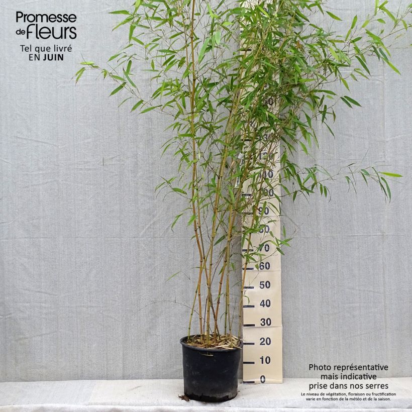 Esemplare di Phyllostachys aureosulcata Spectabilis - Bambù aureosulcato Vaso da 7,5L/10L consegnato in estate