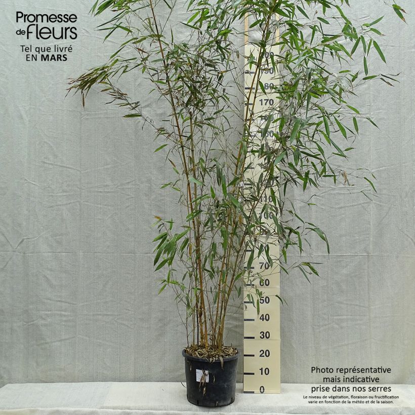 Phyllostachys aureosulcata Spectabilis - Bambù aureosulcato Vaso da 7,5L/10LAltezza consegnata circa 100/150cm esemplare consegnato in primavera