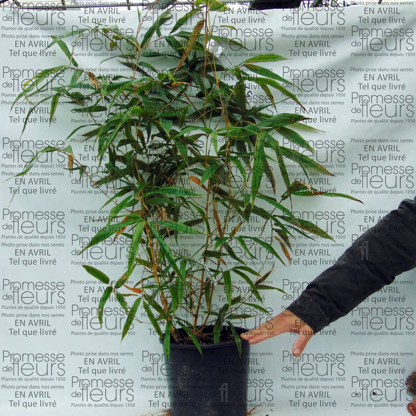 Esempio di esemplare Phyllostachys bambusoides Castillonis - Madake Vaso da 4L/5L come consegnato