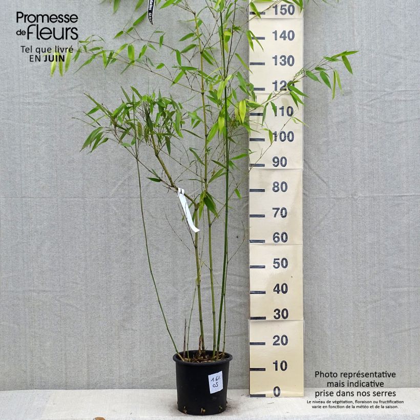 Esemplare di Phyllostachys glauca - Bambù blu Vaso da 4L/5L consegnato in estate