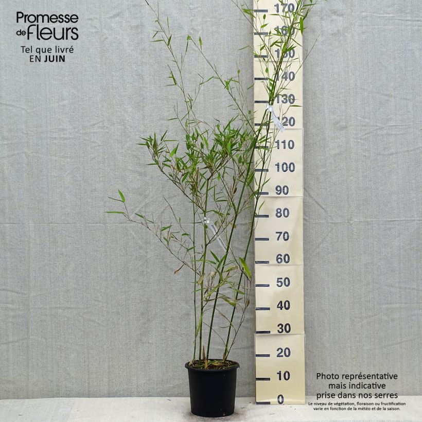 Esemplare di Phyllostachys heteroclada - Bambù d'acqua Vaso da 4L/5L consegnato in estate