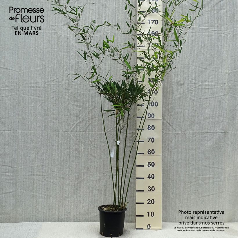 Phyllostachys heteroclada - Bambù d'acqua Vaso da 4L/5LAltezza consegnata circa 100/150cm esemplare consegnato in primavera