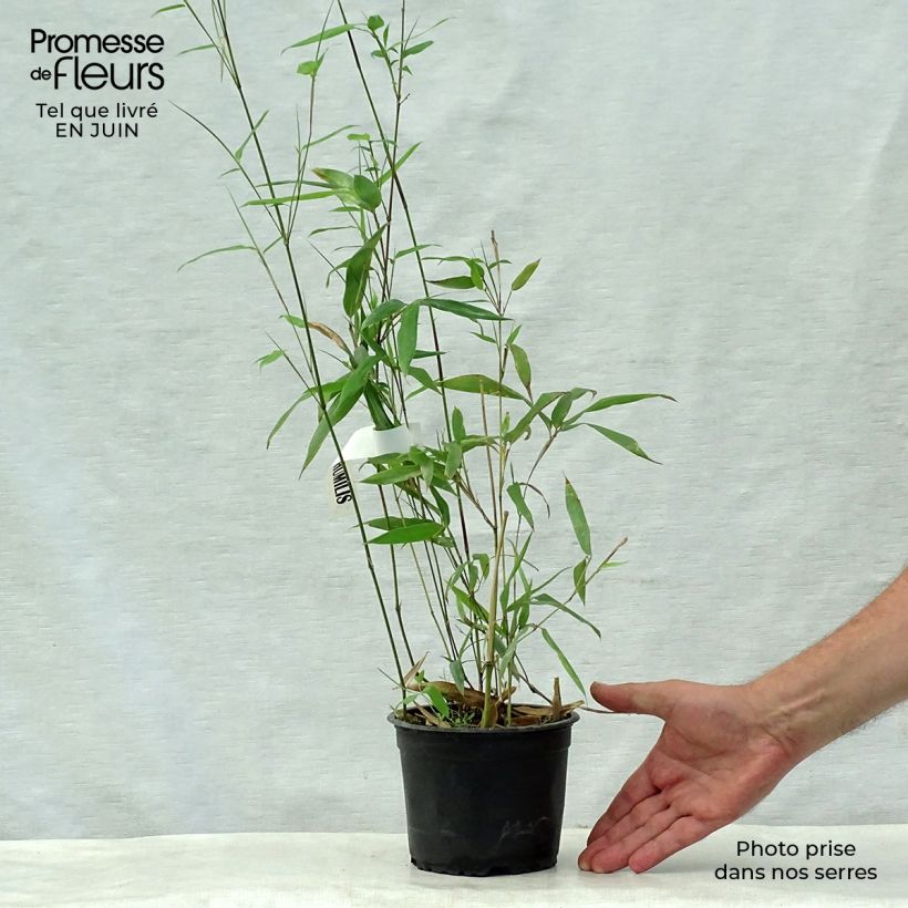 Esemplare di Phyllostachys humilis - Bambù medio Vaso da 2L/3L consegnato in estate