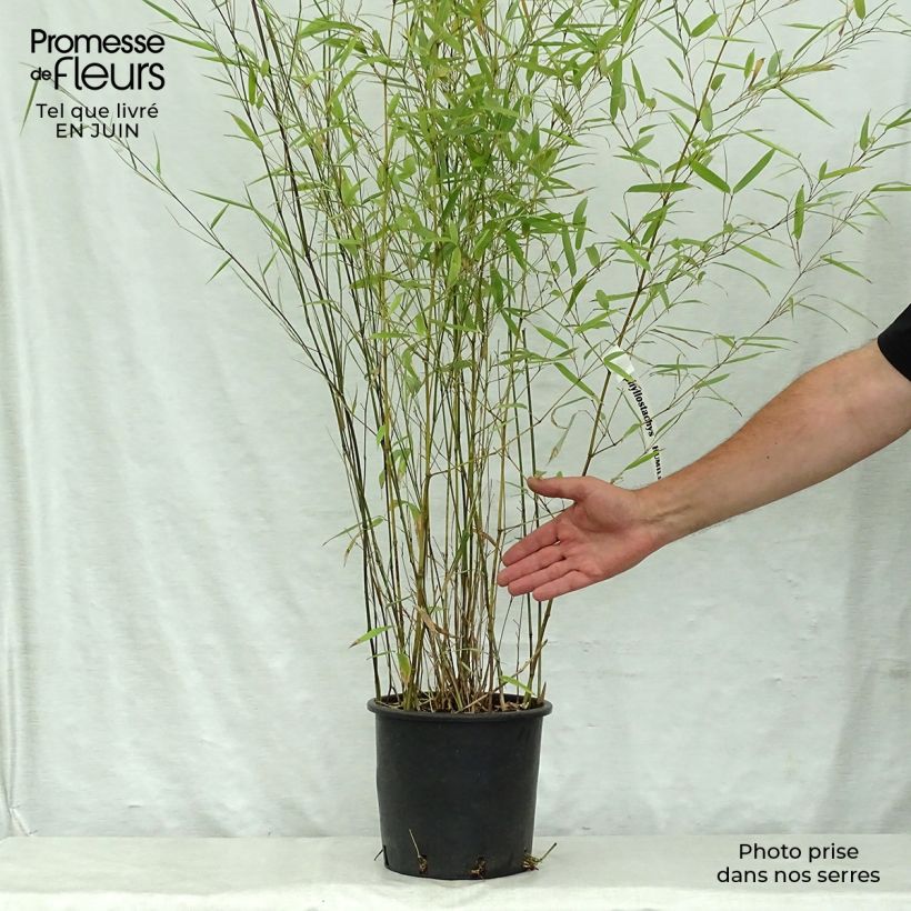 Esemplare di Phyllostachys humilis - Bambù medio Vaso da 4L/5L consegnato in estate
