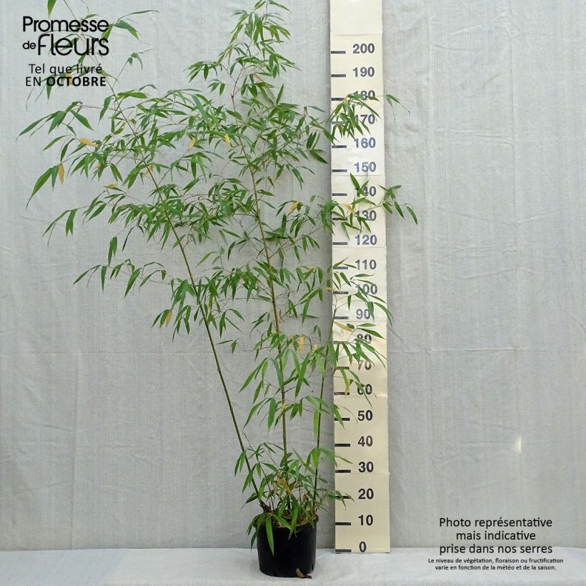 Esemplare di Phyllostachys iridescens - Bambù Vaso da 4L/5L come consegnato in autunno