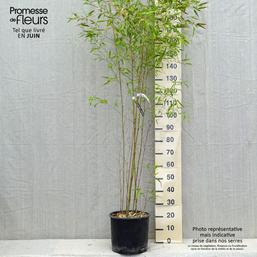 Esemplare di Phyllostachys nigra Henonis - Bambù nero Vaso da 12L/15L consegnato in estate