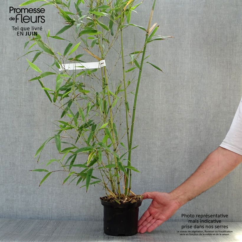 Esemplare di Phyllostachys nigra Henonis - Bambù nero Vaso da 2L/3L consegnato in estate