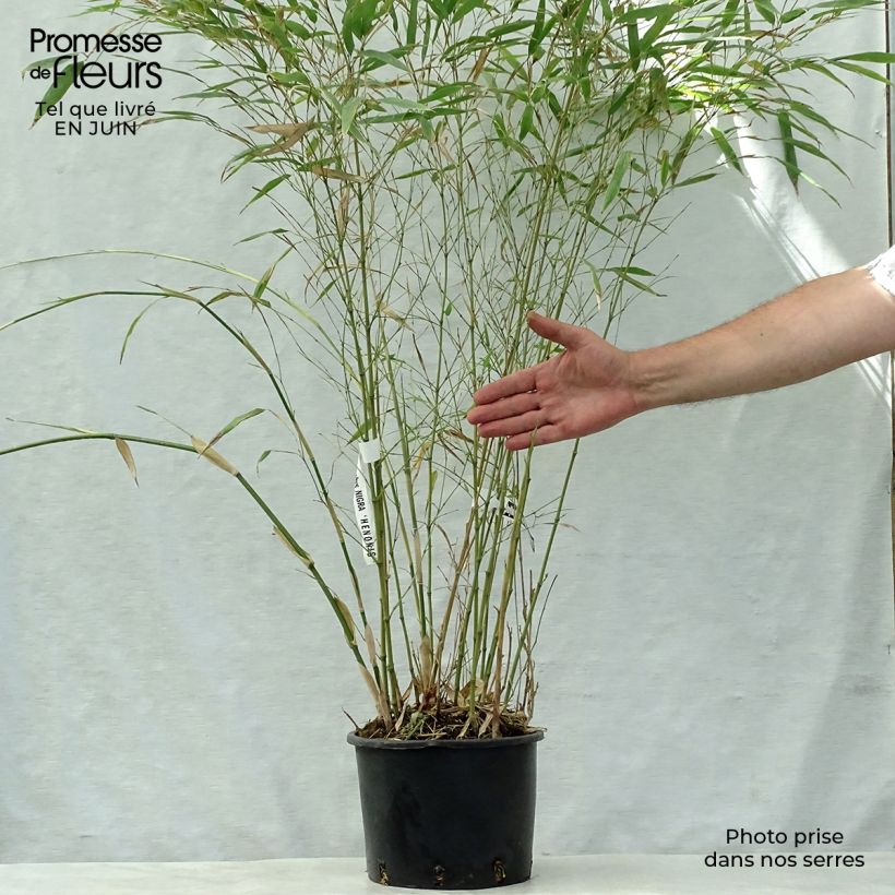 Esemplare di Phyllostachys nigra Henonis - Bambù nero Vaso da 4L/5L consegnato in estate