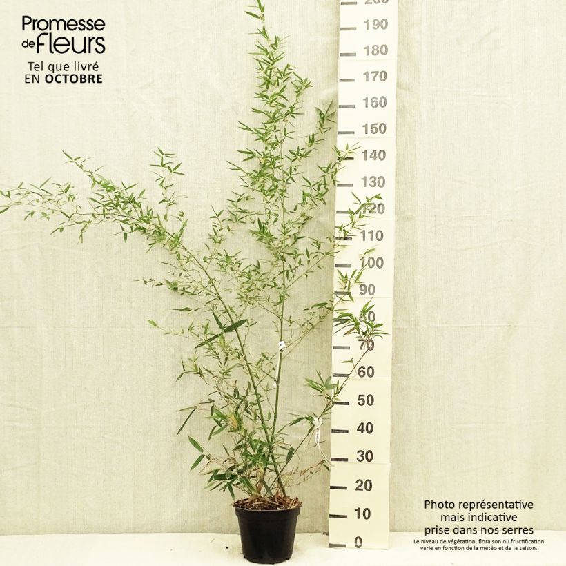 Esemplare di Phyllostachys parviflora - Bambù gigante Vaso da 4L/5L come consegnato in autunno