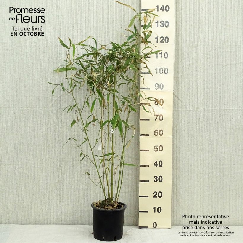 Esemplare di Phyllostachys rubromarginata - Bambù medio Vaso da 4L/5L come consegnato in autunno