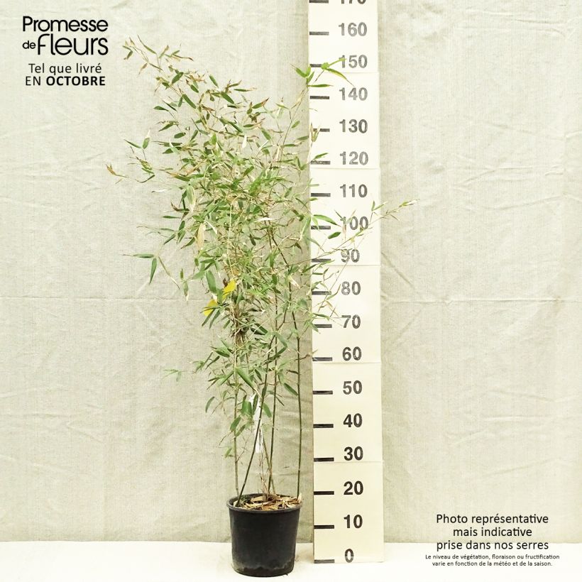Esemplare di Phyllostachys viridis Sulphurea - Bambù Vaso da 2L/3L come consegnato in autunno