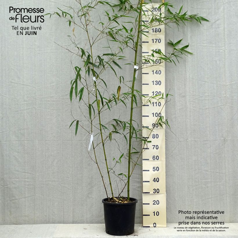 Esemplare di Phyllostachys vivax Aureocaulis - Bambù gigante d'Avorio Vaso da 4L/5L consegnato in estate