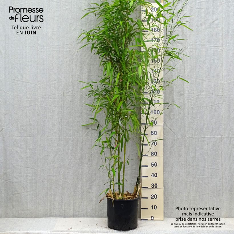 Esemplare di Phyllostachys vivax Huangwenzhu - Bambù gigante d'Avorio Vaso da 12L/15L consegnato in estate