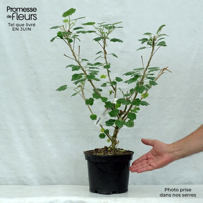 Esemplare di Phymosia umbellata Vaso da 4L/5L consegnato in estate