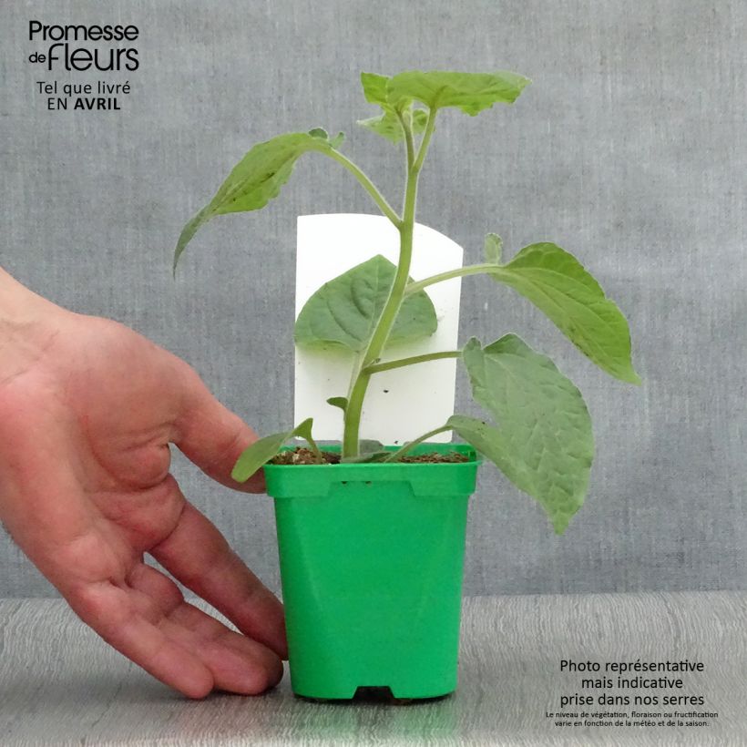 Physalis peruviana Goldita - Alchechengio del Perù Vaso da Ø 10 cm/11 cm esemplare consegnato in primavera