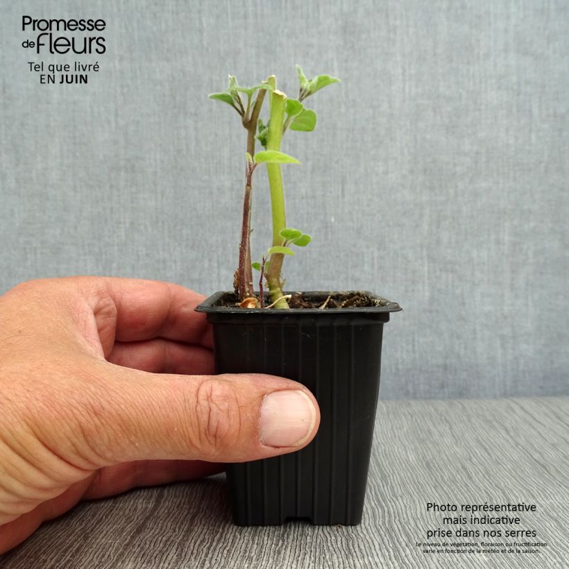 Esemplare di Physalis peruviana Bio (in vasetto)
  - Alchechengio del Perù Vasetto da 7/8 cm consegnato in estate