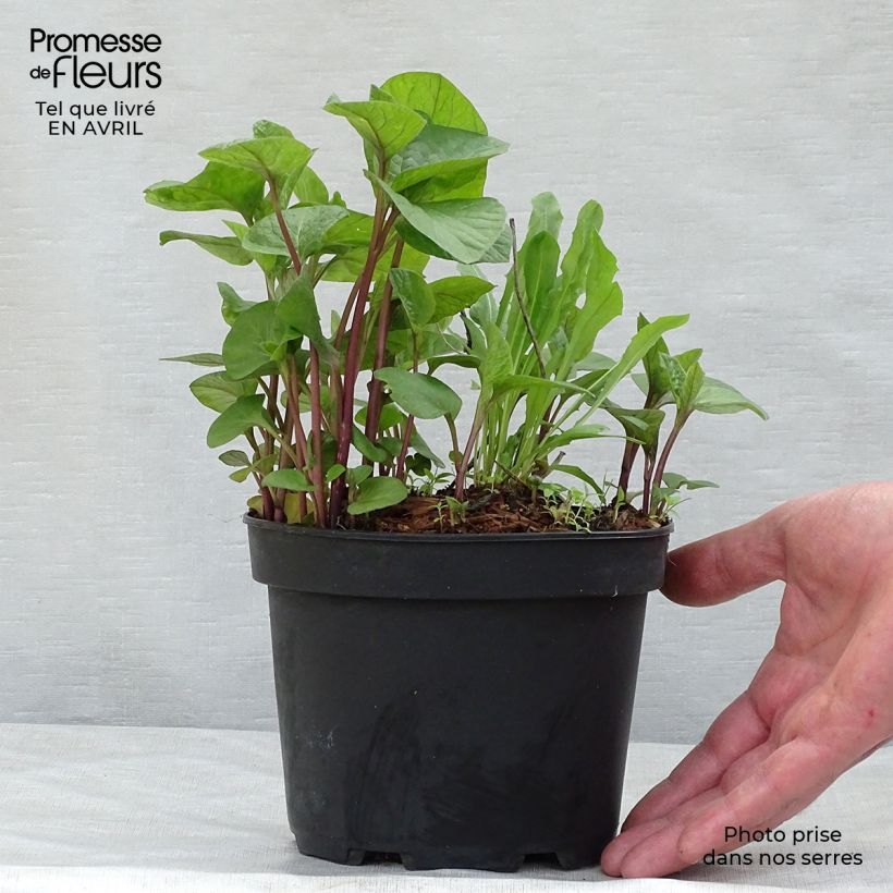 Physalis alkekengi var. franchetii - Alchechengi Vaso da 2L/3L esemplare consegnato in primavera