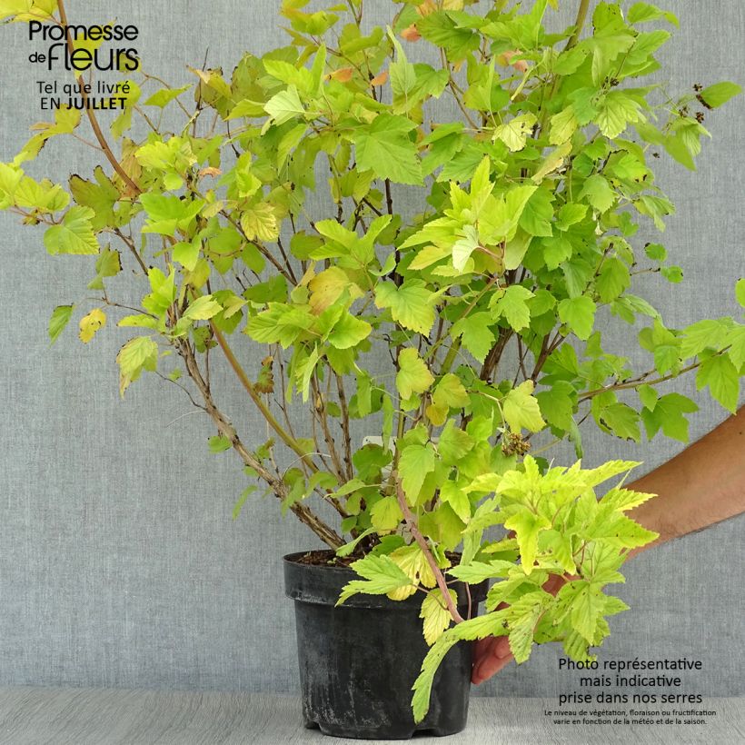 Esemplare di Physocarpus opulifolius Dart's Gold Vaso da 3L/4L consegnato in estate