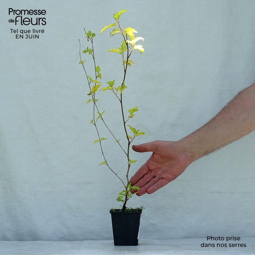 Esemplare di Physocarpus opulifolius Dart's Gold Vasetto da 8/9 cm consegnato in estate