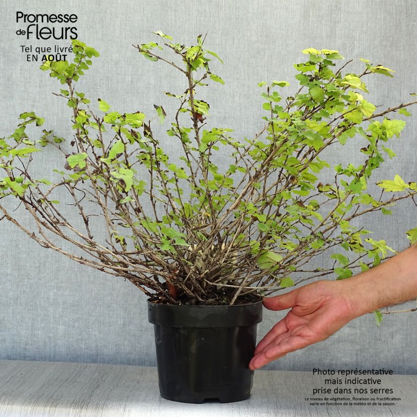 Esemplare di Physocarpus capitatus Tilden Park Vaso da 3L/4L consegnato in estate