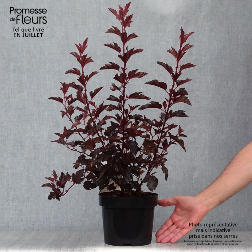 Esemplare di Physocarpus opulifolius All Black Vaso da 3L/4L consegnato in estate