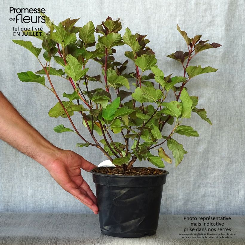 Esemplare di Physocarpus opulifolius Amber Jubilee Vaso da 3L/4L consegnato in estate