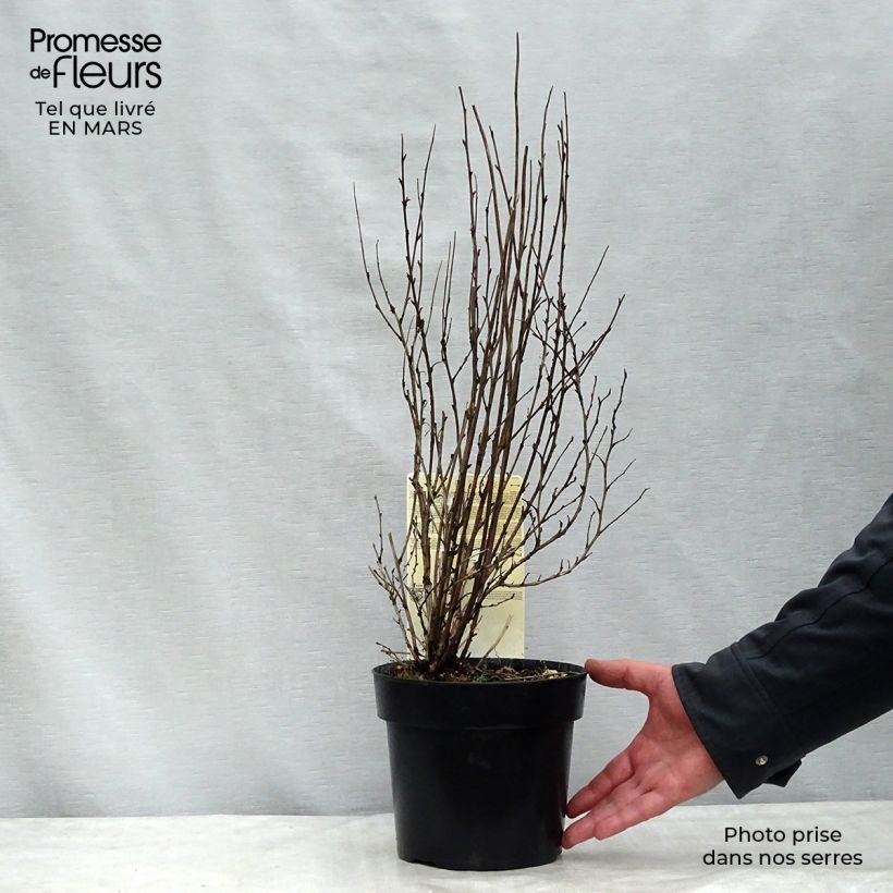 Physocarpus opulifolius Burgundy Candy Vaso da 2L/3L esemplare consegnato in primavera