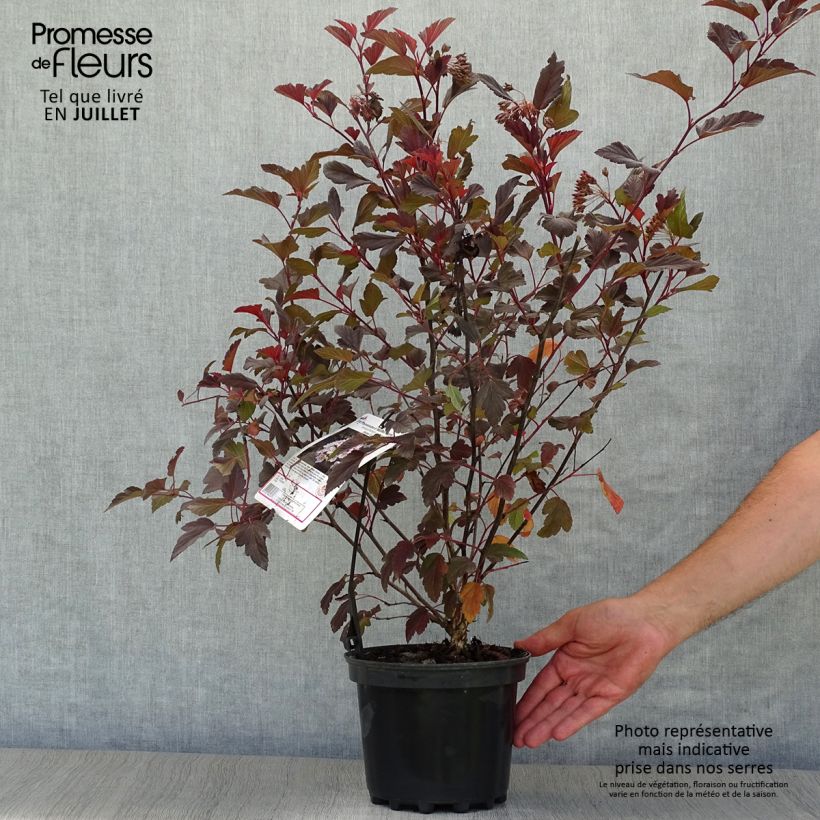 Esemplare di Physocarpus opulifolius Diable D'Or Vaso da 3L/4L consegnato in estate