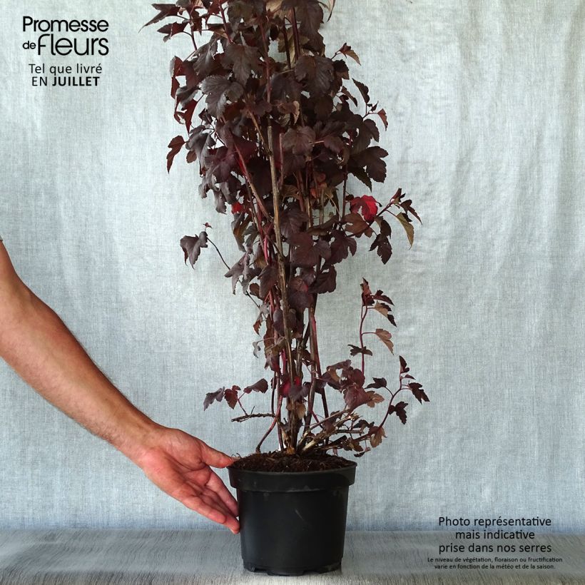 Esemplare di Physocarpus opulifolius Diabolo Vaso da 3L/4L consegnato in estate