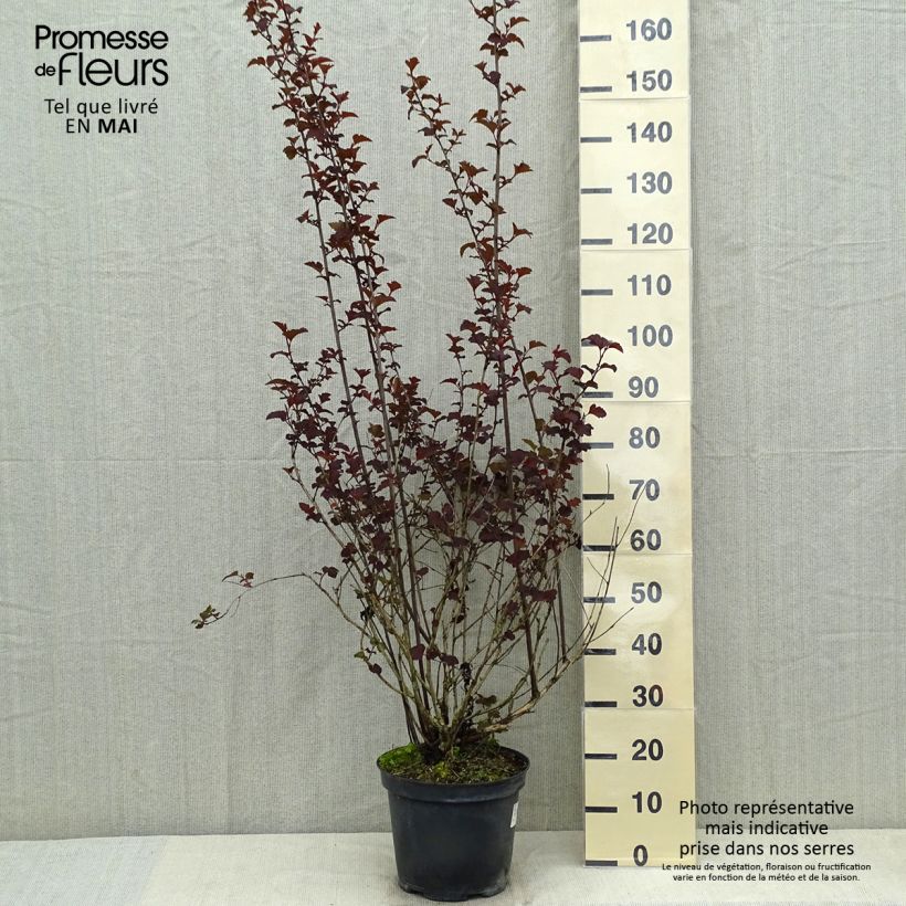 Physocarpus opulifolius Diabolo Vaso da 7,5L/10L esemplare consegnato in primavera