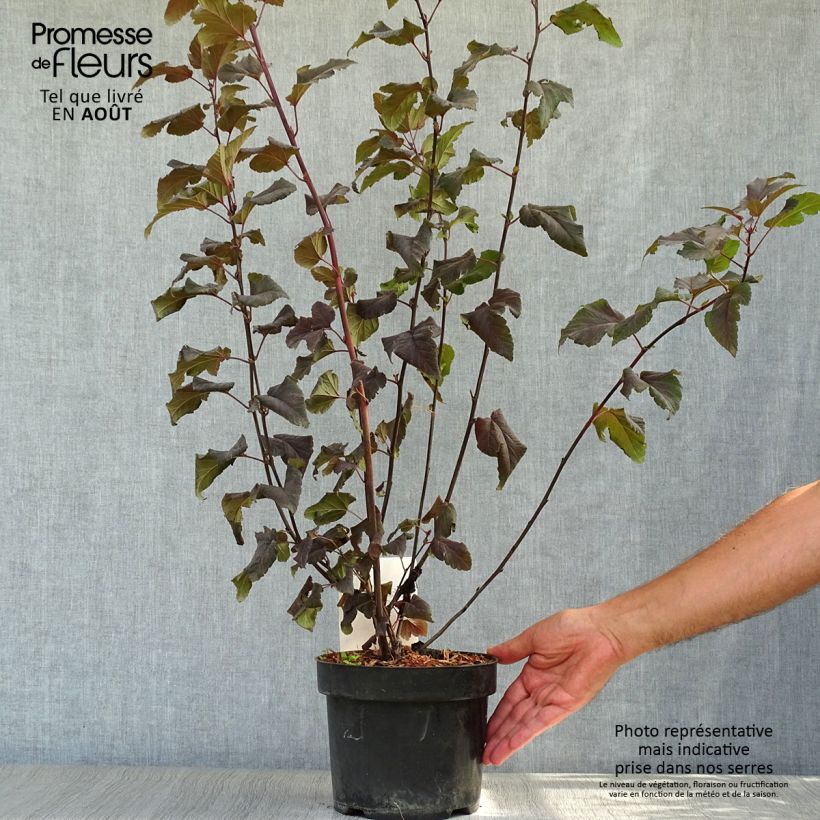 Esemplare di Physocarpus opulifolius Lady in Red Vaso da 3L/4L consegnato in estate